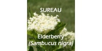 TISANE BIO SUREAU NOIR (Sambucus nigra) / FLEURS